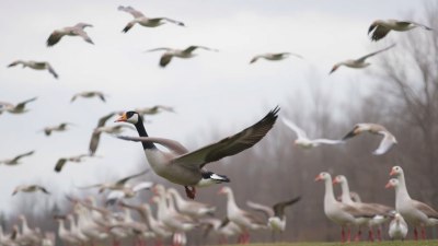 Защо гъските вероятно планират нещо според вятъра