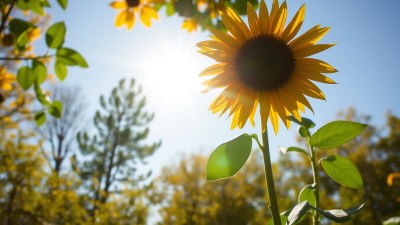 Хората, които са слънце… до първия ноемврийски облак