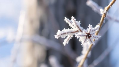 Скрежът се прави на срамежлив, но знае много добре какво върши