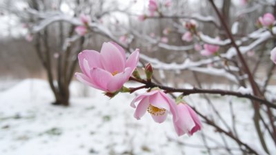 Защо пролетта е просто зимата, която си играе с нервите ви