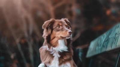Защо кучешките дни на лятото са кръстени на звезда, а не на истински кучета