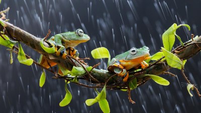 Какво се случи в деня, когато валяха жаби и риби