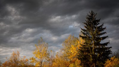 Как дърветата оформят своите собствени дъждовни модели около себе си